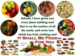 Genesis 1:29 It Shall Be Food For You (white)