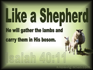 Isaiah 40:11 Like a shepherd He will tend His flock, In His arm He will ...