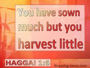 Haggai 1:6 Your Sow Much But Harvest Little (white)