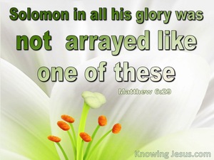 Matthew 6:29 Solomon Was Not Arrayed Like These (white)