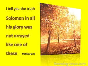 Matthew 6:29 Solomon in His Glory Was Not Arrayed (yellow)