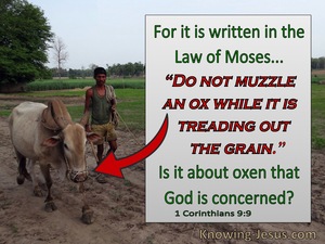 1 Corinthians 9:9 Do not muzzle an ox while treading the grain (red)