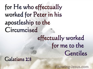 Galatians 2:8 Peter's APostleship To The Circumcised Paul's To the Gentiles (white)