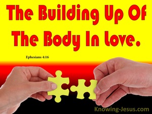 Ephesians 4:16 The Body Fitted And Held Together (red)