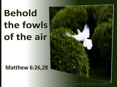 Matthew 6:26 Behold The Fowls of The Air (utmost)05:18
