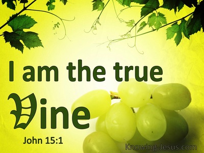 John 15 1 I Am The True Vine And My Father Is The Vinedresser