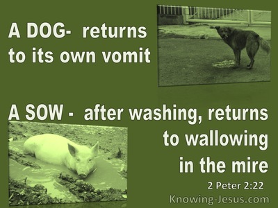 2 Peter 2:22 A Dog Returns To Its Vomit A Sow To Mud (green)