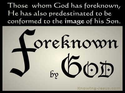 Romans 8:29 Foreknown of God  (devotional)12:01 (beige)