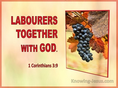 1 Corinthians 3:9 For We Are God's Fellow Workers; You Are God's Field,  God's Building.