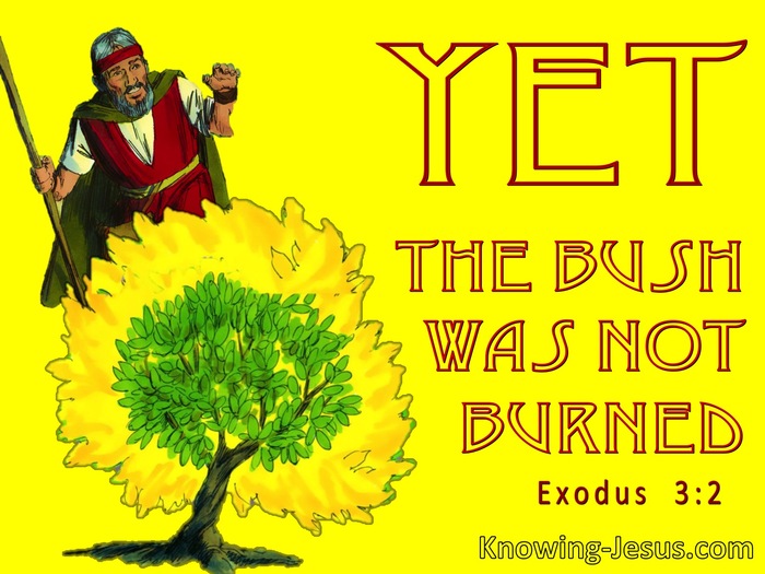 Exodus 3:2 The Angel Of The Lord Appeared To Moses In The Burning Bush (yellow)