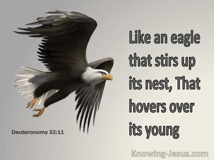 16 Bible Verses About Nests