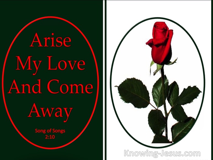 True Love Is - Fragrance Arise