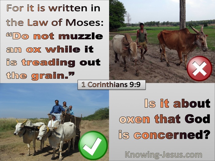 1 Corinthians 9:9 Do not muzzle an ox while treading the grain (brown)