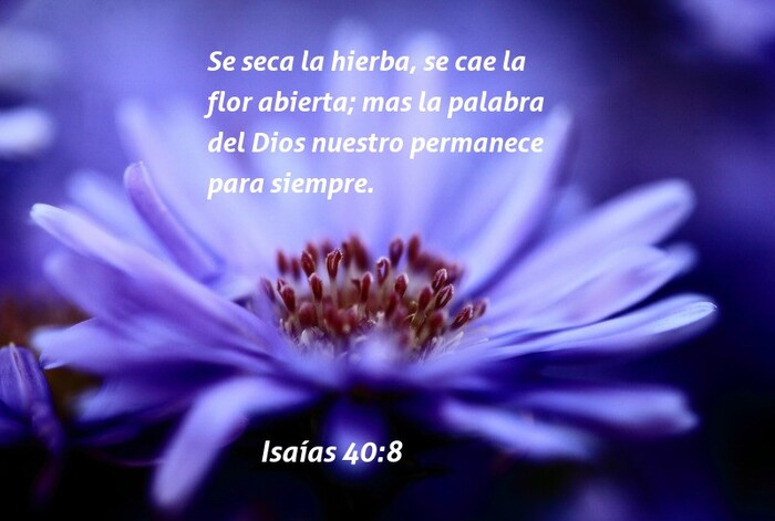 Isaías 40-8 Flores (purple)